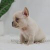 Image of Jude, a French Bulldog puppy