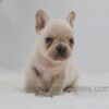 Image of Jude, a French Bulldog puppy