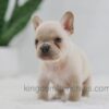 Image of Jude, a French Bulldog puppy