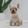 Image of Jude, a French Bulldog puppy
