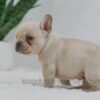 Image of Jude, a French Bulldog puppy
