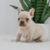 Image of Jude, a French Bulldog puppy