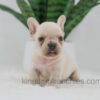 Image of Jude, a French Bulldog puppy