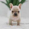 Image of Jude, a French Bulldog puppy