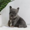 Image of June, a French Bulldog puppy