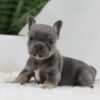 Image of June, a French Bulldog puppy