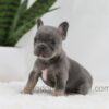 Image of June, a French Bulldog puppy