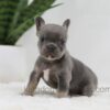 Image of June, a French Bulldog puppy