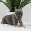 Image of June, a French Bulldog puppy