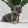 Image of June, a French Bulldog puppy