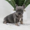 Image of June, a French Bulldog puppy
