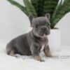 Image of June, a French Bulldog puppy