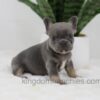 Image of June, a French Bulldog puppy