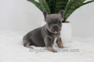 Image of June, a French Bulldog puppy