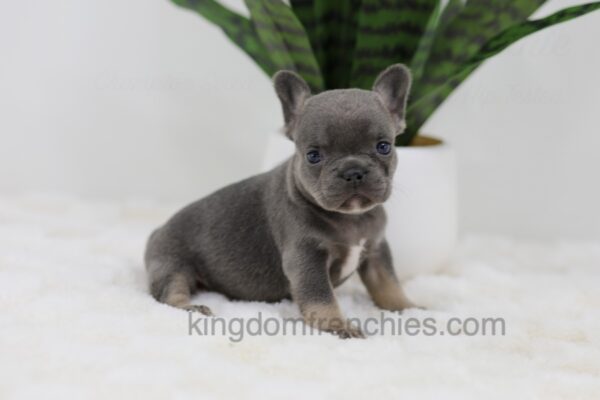 Image of June, a French Bulldog puppy