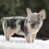 Image of Iris, a French Bulldog puppy
