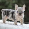 Image of Iris, a French Bulldog puppy