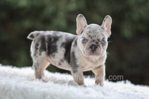 Image of Iris, a French Bulldog puppy
