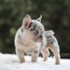 Image of Iris, a French Bulldog puppy