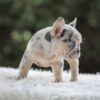 Image of Iris, a French Bulldog puppy