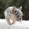 Image of Iris, a French Bulldog puppy