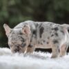 Image of Iris, a French Bulldog puppy