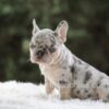Image of Iris, a French Bulldog puppy