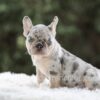 Image of Iris, a French Bulldog puppy