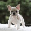 Image of Indie, a French Bulldog puppy