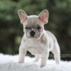 Image of Indie, a French Bulldog puppy
