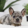 Image of Macy, a French Bulldog puppy
