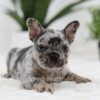 Image of Napoleon, a French Bulldog puppy