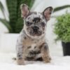 Image of Napoleon, a French Bulldog puppy