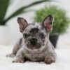 Image of Napoleon, a French Bulldog puppy