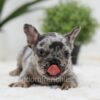 Image of Napoleon, a French Bulldog puppy