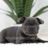 Image of Nash, a French Bulldog puppy