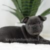 Image of Nash, a French Bulldog puppy