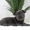 Image of Nash, a French Bulldog puppy