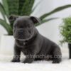 Image of Nash, a French Bulldog puppy