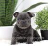 Image of Nash, a French Bulldog puppy