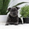 Image of Nash, a French Bulldog puppy