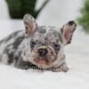 Image of Olaf, a French Bulldog puppy