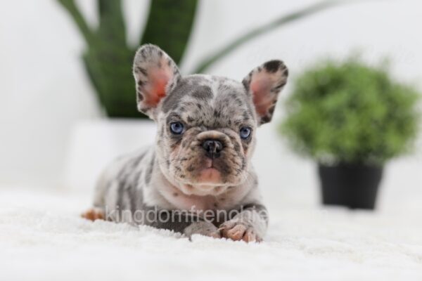 Image of Olaf, a French Bulldog puppy