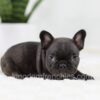 Image of Olive, a French Bulldog puppy
