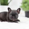 Image of Olive, a French Bulldog puppy