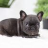 Image of Olive, a French Bulldog puppy