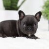 Image of Olive, a French Bulldog puppy