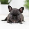 Image of Olive, a French Bulldog puppy
