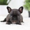 Image of Olive, a French Bulldog puppy