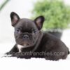 Image of Olive, a French Bulldog puppy